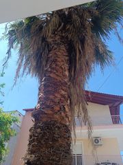 Πώληση Φοίνικα-thumb-2