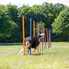 Στύλοι για Σκύλους Trixie Agility Slalom, 12 Τεμάχια, Διαστάσεων: ø 3x115 cm - Μπλε/Πορτοκαλί