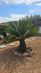 Cycas Revoluta - Πώληση Φυτών Τσίκας
