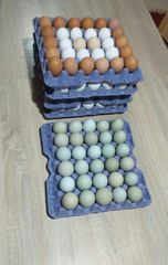 Χωριάτικα αυγά ελευθέρας βοσκής 