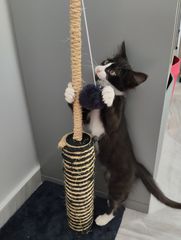 Persian cat μωρογατάκι για υιοθεσία (χαρίζεται)