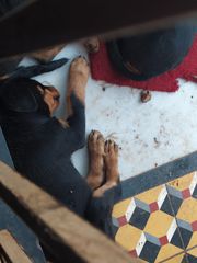 Καθαρόαιμα Rottweiler 