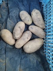 Πωλούνται 20 τόνοι πατάτες σπουντες φρέσκιες κατευθείαν από το χωράφι.