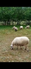 Πουλιούνται πρόβατα 60 αρμέγωνται 2 κριάρια λακον 1,5 χρόνων,9 αρνιά 4 μηνών,7 ζιγουρια καθαρό αίμα λακον 