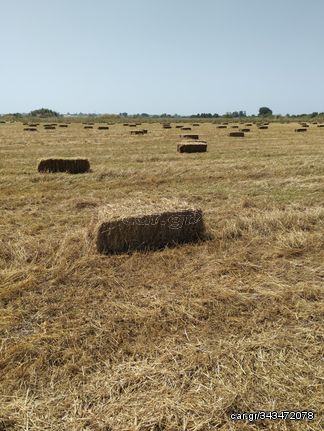 Πωλούνται 1000 μπάλες σανός με τριφύλλι κ ερα 