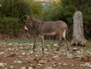 Γαϊδούρα 3 ετων