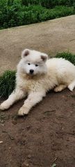 Samoyed κουταβι