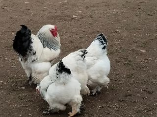 Κοτόπουλακια διάφορες ράτσες 