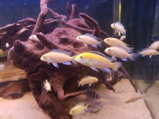 Κιχλίδες Labidochromis Caeruleus F1