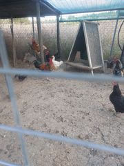 Κότες 3 και1 κόκορας 