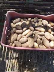 Πωλούνται πατάτες σπουντες φρέσκιες 'κατεθειαν από το χωράφι 