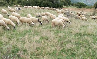 Πωλούνται Πρόβατα ΜΕ ΔΙΚΑΙΩΜΑΤΑ 