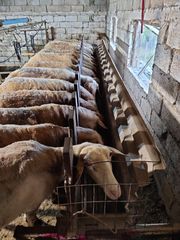 πωλούνται 83 πρόβατινες λακον και ασάφ