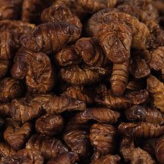 Αποξηραμένες Προνύμφες Μεταξοσκώληκα Silkworm 1000γρ