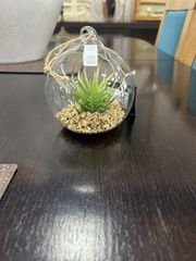 Φυτό σε γυάλα Φ10.5 (500/1857)