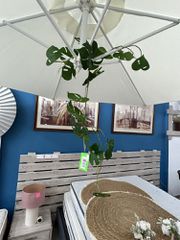 Φυτό Γιρλάντα 1.20 εκ (500/1860)