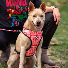 MARVEL - Dog Reversible Harness - M/L-thumb-4