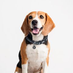 DARTH VADER - Dog Collar - XS-thumb-2