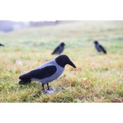 HOODED CROW