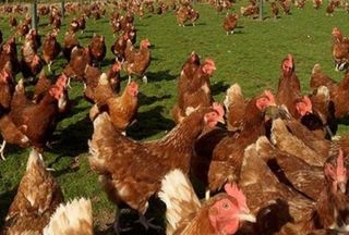 Κότες αυγοπαραγωγης 