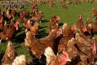 Κότες αυγοπαραγωγης 
