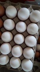 Αυγά γονιμοποιημενα 0.50 Λεγκορν leghorn και black rock 