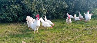 Αυγά γονιμοποιημενα 1.20 € Λεγκορν leghorn