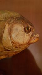 PIRANHA 23 cm "Pigocentrus nattereri" (red belly) VERY RARE 