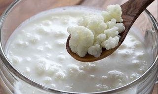 ΕΝΤΕΡΟ ΠΡΟΒΙΟΤΙΚΑ ΔΥΣΚΟΙΛΙΟΤΗΤΑ ΜΙΚΡΟΒΙΑ ΕΝΤΕΡΟΥ ΕΝΤΕΡΙΚΗ ΧΛΩΡΙΔΑ ΓΑΣΤΡΕΝΤΕΡΙΚΕΣ ΔΙΑΤΑΡΑΧΕΣ ΔΙΑΤΡΟΦΗ