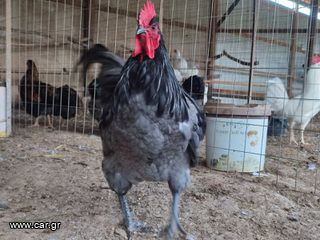 Αυγά Εκκόλαψης Blue Australorp