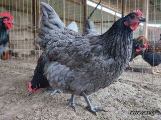 Αυγά Εκκόλαψης Blue Australorp-thumb-4