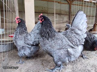 Αυγά Εκκόλαψης Blue Australorp-thumb-1