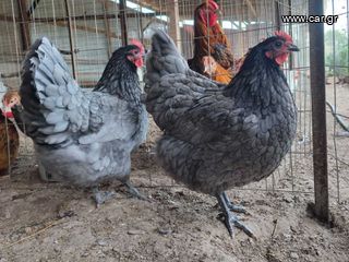 Αυγά Εκκόλαψης Blue Australorp-thumb-5
