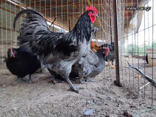 Αυγά Εκκόλαψης Blue Australorp-thumb-6