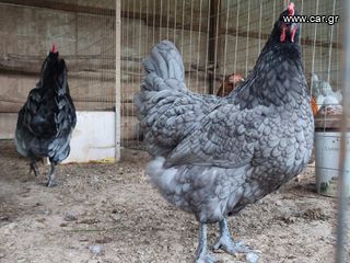 Αυγά Εκκόλαψης Blue Australorp-thumb-7
