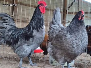 Αυγά Εκκόλαψης Blue Australorp