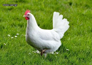 Αυγά Εκκόλαψης White Leghorn