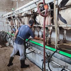 Πωλείται πλήρης μονάδα γαλακτοπαραγωγής αγελάδων