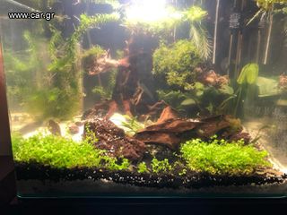 Dennerle Nano Scrapers Tank  55lt