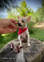 Chihuahua - Τσιουάουα