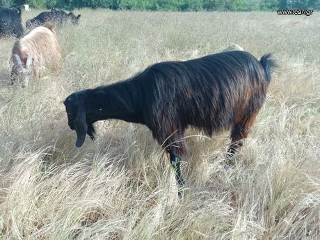 Πωλούνται κατσικάκια