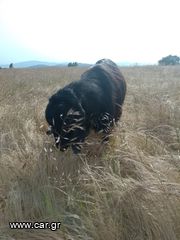 Πωλούνται κατσικάκια-thumb-1
