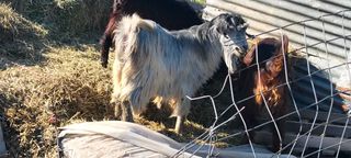 Πωλούνται κατσικάκια-thumb-3