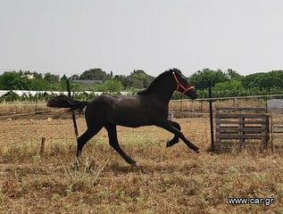 Πουλάρι 8 μηνων