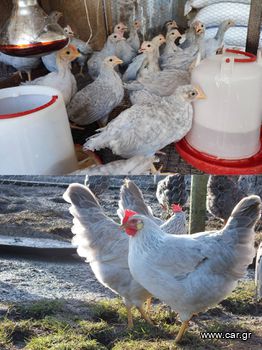 Διαθέσιμα κοτόπουλα Isabella Leghorn