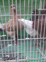 Καθαροαιμες ρατσες-thumb-7
