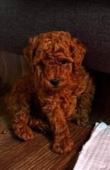 POODLE TOY ΤΟΠ ΚΟΥΤΑΒΙΑ-thumb-4