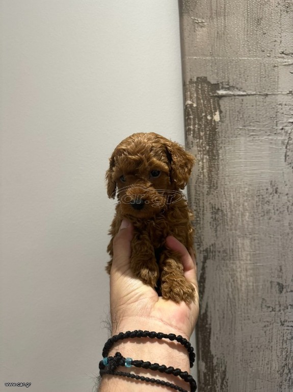 POODLE TOY ΤΟΠ ΚΟΥΤΑΒΙΑ