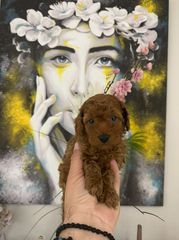 POODLE TOY ΤΟΠ ΚΟΥΤΑΒΙΑ-thumb-2