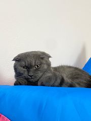 Scottish Fold Grey